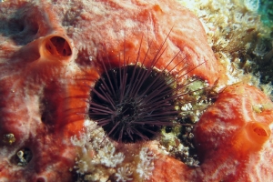 Echinostrephus aciculatus