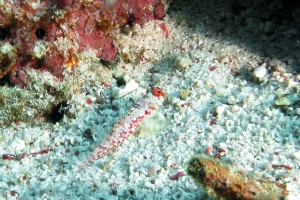 Synchiropus moyeri