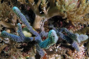 Eponge, Nausithoe punctata