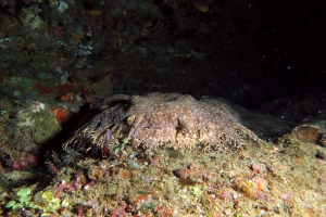 Eucrossorhinus dasypogon