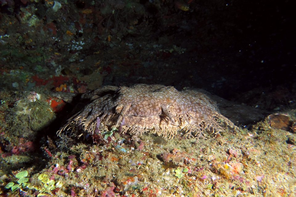 Eucrossorhinus dasypogon