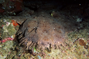 Eucrossorhinus dasypogon