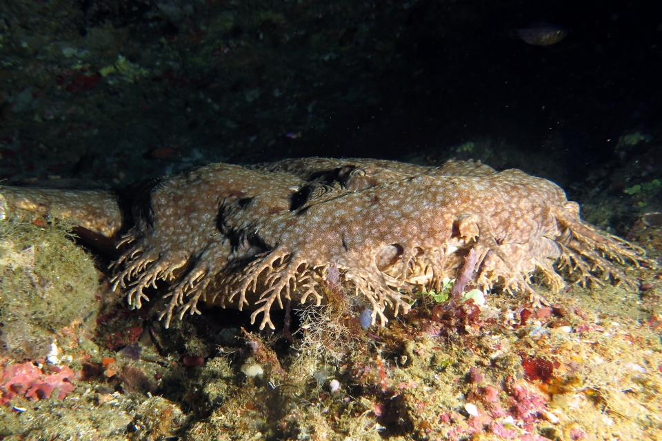 Eucrossorhinus dasypogon