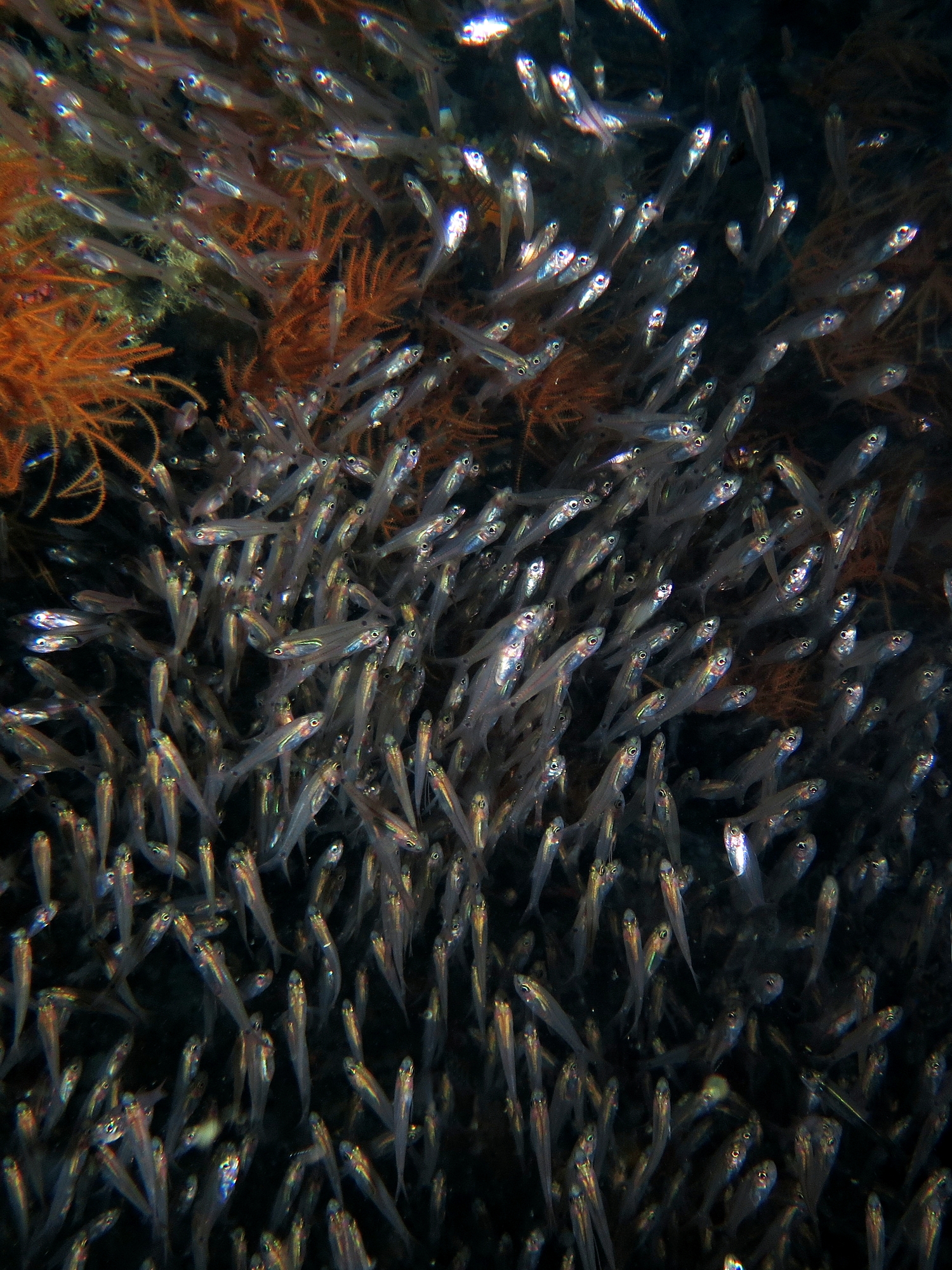 Genre d'Apogon cf. Rhabdamia gracilis