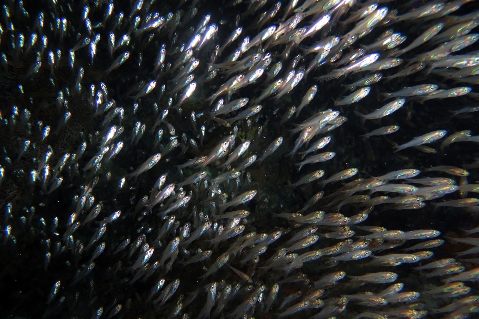 Genre d'Apogon cf. Rhabdamia gracilis