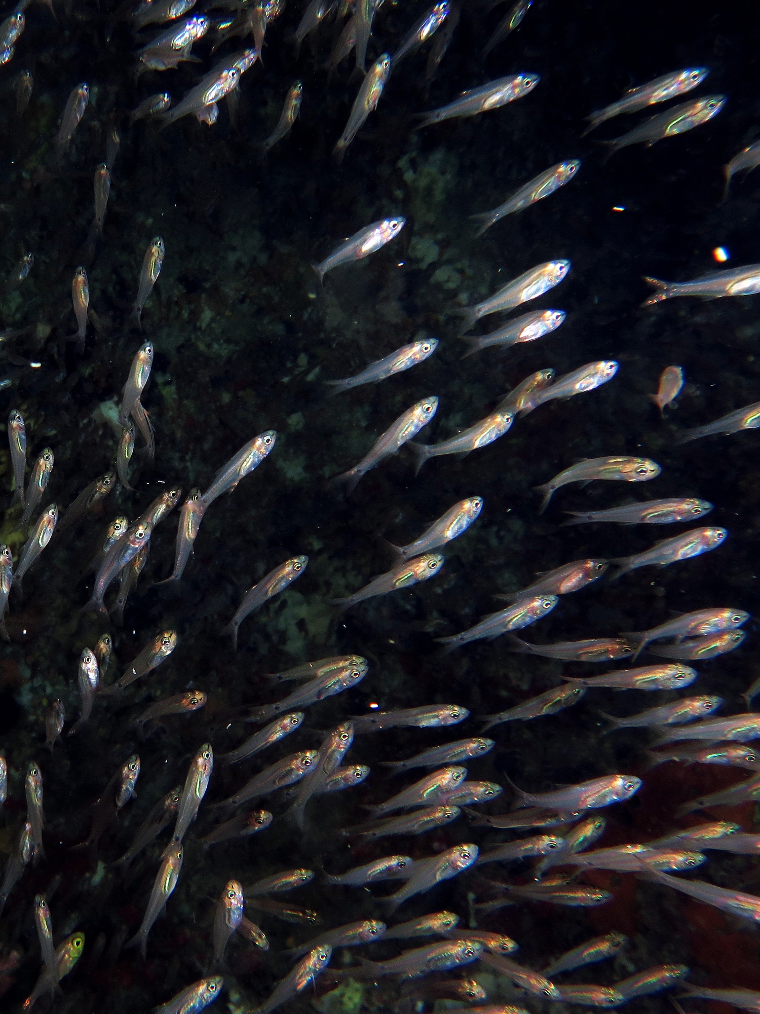Genre d'Apogon cf. Rhabdamia gracilis