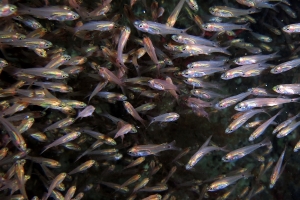 Genre d'Apogon cf. Rhabdamia gracilis