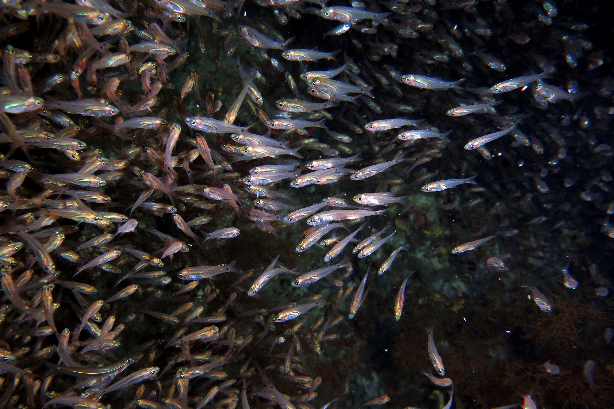 Genre d'Apogon cf. Rhabdamia gracilis