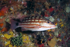 Lutjanus decussatus