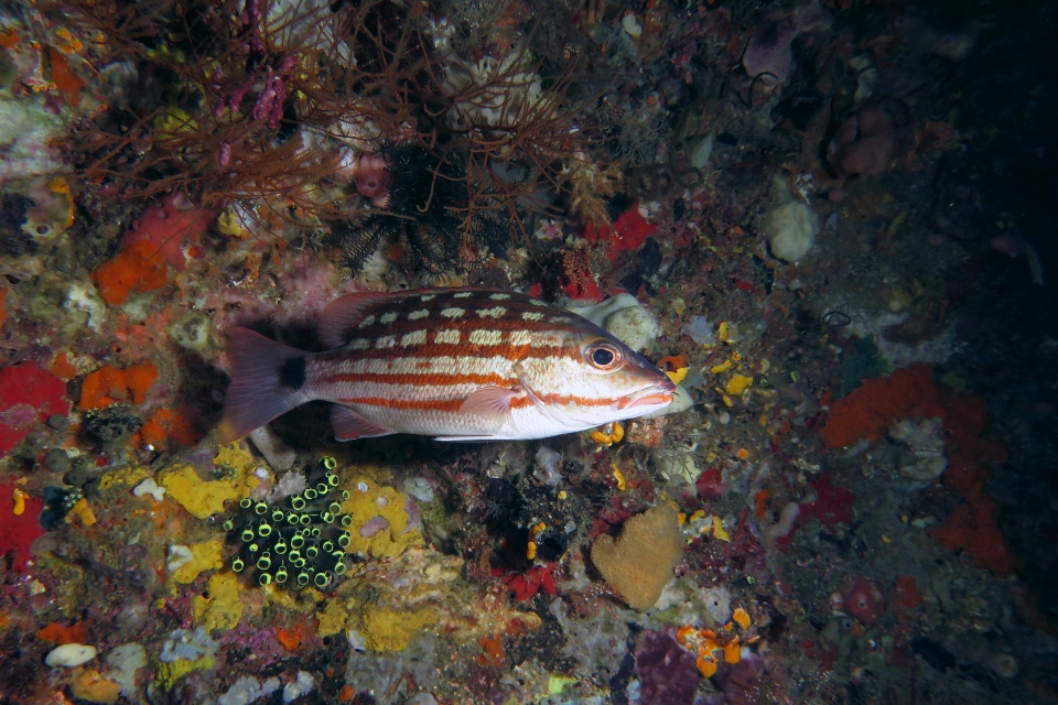 Lutjanus decussatus