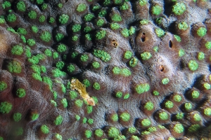 Corail du genre Echinophyllia cf. Echinophyllia aspera