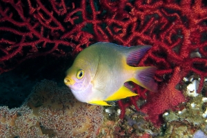 Amblyglyphidodon aureus