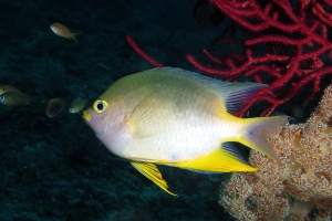 Amblyglyphidodon aureus