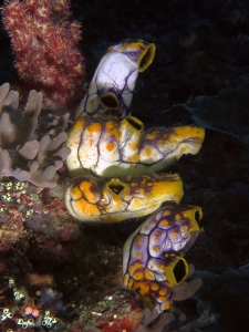 Polycarpa aurata