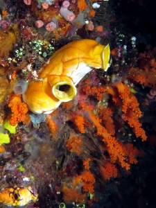 Polycarpa aurata