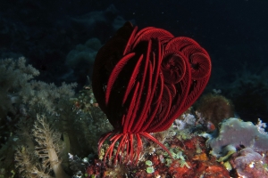Comatule cf. Himerometra robustipinna
