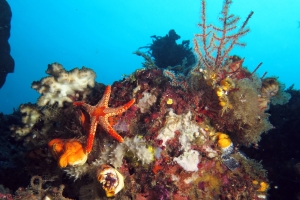 Etoile de mer du genre Fromia cf. Fromia monilis