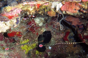 Doryrhamphus dactyliophorus, Stenopus hispidus