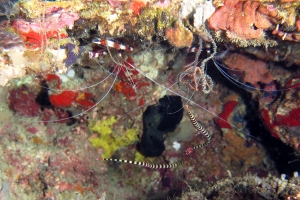 Doryrhamphus dactyliophorus, Stenopus hispidus