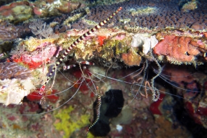 Doryrhamphus dactyliophorus, Stenopus hispidus