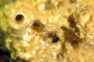 Stenopus hispidus, Eponge