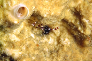 Stenopus hispidus, Eponge