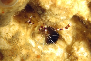 Stenopus hispidus, Eponge