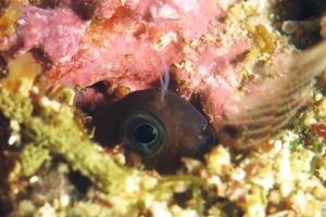 Blennie du genre Ecsenius cf. Ecsenius bicolor