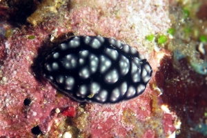 Phyllidiella pustulosa ou Phylliodiopsis burni