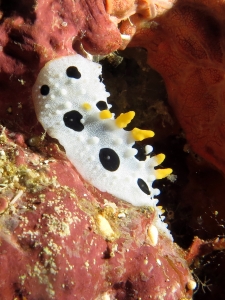 Nudibranche du genre Phyllidia cf. Phyllidia babai