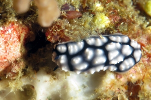 Phyllidiella pustulosa