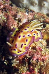 Goniobranchus kuniei