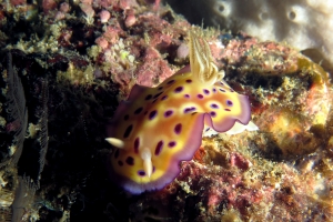 Goniobranchus kuniei