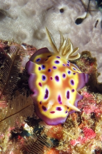 Goniobranchus kuniei