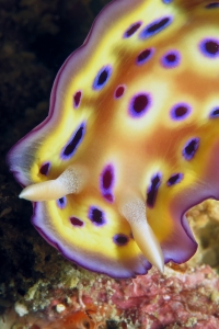 Goniobranchus kuniei