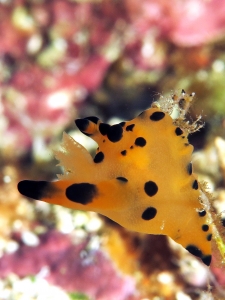 Nudibranche du genre Thecacera cf. Thecacera vittata