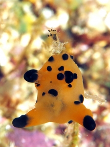 Nudibranche du genre Thecacera cf. Thecacera vittata