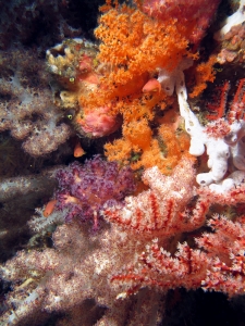 Alcyonaire, Pseudanthias squamipinnis