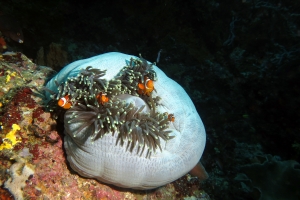 Amphiprion ocellaris, Heteractis magnifica