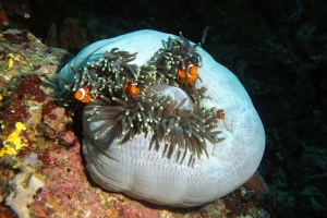 Amphiprion ocellaris, Heteractis magnifica