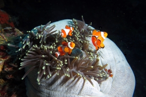 Amphiprion ocellaris, Heteractis magnifica