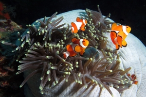 Amphiprion ocellaris, Heteractis magnifica