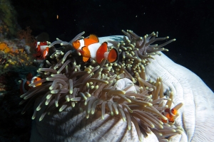 Amphiprion ocellaris, Heteractis magnifica