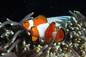 Amphiprion ocellaris, Heteractis magnifica
