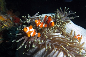 Amphiprion ocellaris, Heteractis magnifica
