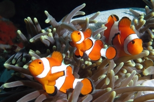Amphiprion ocellaris, Heteractis magnifica