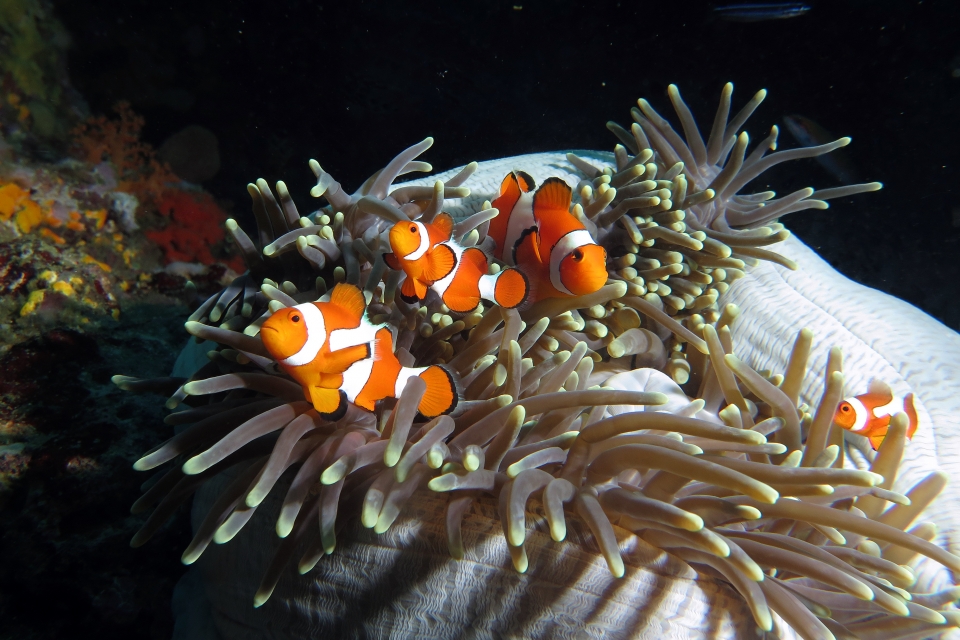 Amphiprion ocellaris, Heteractis magnifica