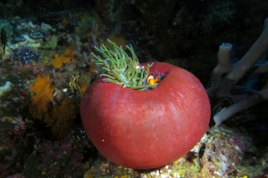 Amphiprion ocellaris, Heteractis magnifica