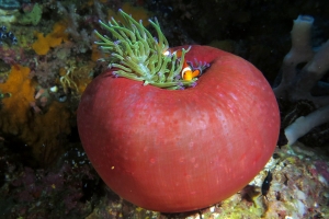 Amphiprion ocellaris, Heteractis magnifica