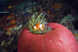 Amphiprion ocellaris, Heteractis magnifica
